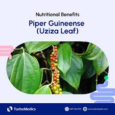 Image result for Piper guineense