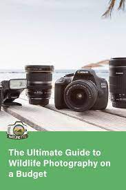 The Ultimate Guide To Wildlife Photography On A Budget In 2020 Wildlife Photography Wildlife Photography Tips Cheap Photography