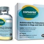 The Troubling Aftermath Of Veterinary Misinformation This