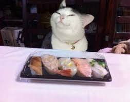 Sushi Cat Sushi Cat Cats Funny Pictures