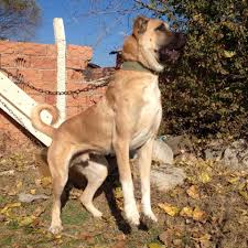 Pin On Kangal Malakli Dog Turkey