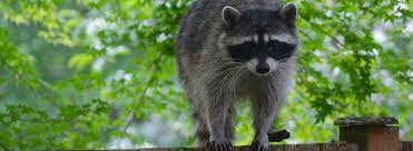 We perform animal removal services on wildlife such as squirrels we specialize in the removal and control of wildlife and nuisance pest animals from your fresno ca home or business. Raccoon Removal Ehrlich Pest Control