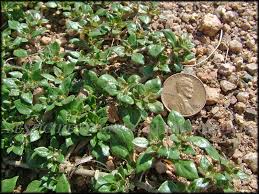 Image result for Guilleminea densa