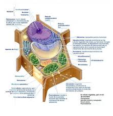 Nov 09, 2020 · animal cell diagram model. 12 My Saves Ideas Animal Cell Plant Cell Diagram Cell Diagram