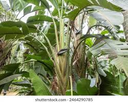 Image result for Strelitzia alba