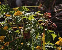 Image result for Rubus pinnatus