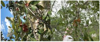 Image result for Macledium poggei