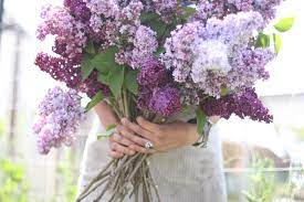 Pin On Flower Index