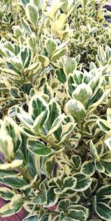 We did not find results for: Chollipo Euonymus Is Southbranch Nursery Murfreesboro Facebook