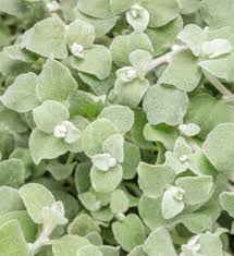 Image result for Helichrysum schimperi