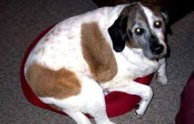 Cleaning the bed will get rid of the dirt and freshen the bed up so that it smells good again. Dog Bed Washing 3 Secret Ingredients That Every Dog Owner Needs To Know