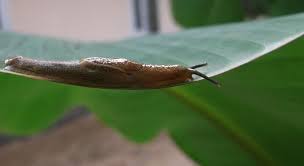 Even my black bin composters are full of slugs (but here, they are breaking down the kitchen waste, so live and let live applies; Managing The Slug Infestation Why Is My Yard Full Of Slugs