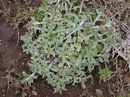 Image result for Gnaphalium