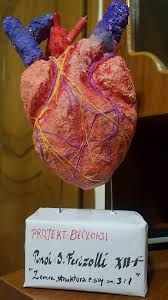 3d Heart Anatomy Heart Anatomy 3d Heart Christmas Bulbs
