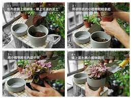 北歐櫥窗 園藝大師香草圓花盆 灰 plants nordic