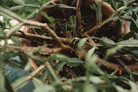 This wonderful flowering cactus likes to grow in a small pot because its roots like to be cramped, in a mixture of. How To Repot A Christmas Cactus The Heirloom Lady