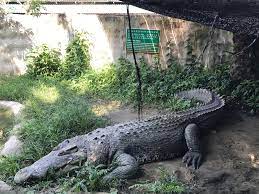 I will kill anyone who enters this river. Tales Of Bujang Senang And Sarawak S Big Crocs Dayakdaily