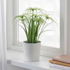 Fejka Topfpflanze Kunstlich Drinnen Draussen Papyrus Topfpflanzen Pflanzen Kunstpflanzen