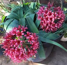 Image result for Ammocharis