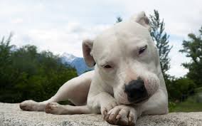 Guclu Ve Saglam Karakterli Dogo Argentino Ajanimo
