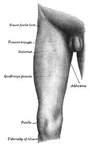 11.05.2021 · upper inner thigh anatomy : Thigh Wiktionary