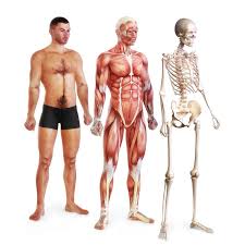 The human body is the structure of a human being. Tissues Of The Human Body Advanced Ck 12 Foundation