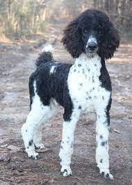 We did not find results for: Parti Phantom Standard Poodles And Poodle Puppies For Sale Family Affair Standards Poodle Puppy Black Standard Poodle Poodle Puppy Standard