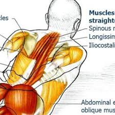 Erector Spinae Stretch And Extension The Health Science Journal Scoliosis Exercises Upper Back Stretches Health Science