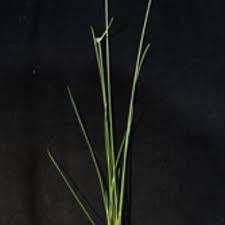 Image result for Lipocarpha atra