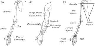 Upper arm muscles will be discussed in a later section since they primarily promote forearm movement. Anatomy Of Upper Limb A Bones B Muscles C Rigid Segment Model Download Scientific Diagram
