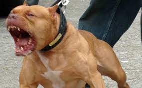 Cũng tìm hiểu về ngoại hình, tính cách của chó pitbull nhé. Gujacy Mndfkgm
