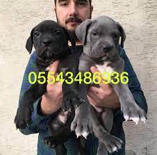 1 kedi 1 kopek sahiplendirme ilanlari cane corso kopek yavru kopek