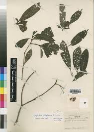 Image result for Psychotria moninensis