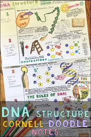 Dna Structure Cornell Doodle Notes And Powerpoint In 2020 Doodle Notes Dna Lesson Dna Lesson Plans
