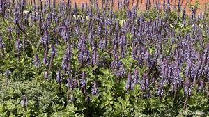 Image result for Coleus neochilus