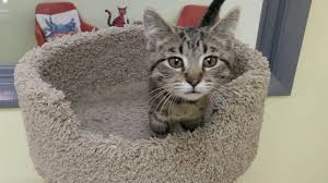 The cat welfare society does not represent or speak on. Spca Cincinnati Adopt
