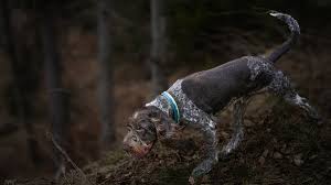 Image result for griffon korthalsův