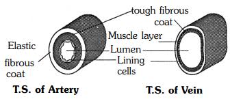 The vessels make up two closed systems of tubes that begin and end at the heart.one system, the pulmonary vessels, transports blood from the right ventricle to the lungs and back to the left atrium.the other system, the systemic vessels, carries blood from. Draw T S Of Arteries And Veins Write About Flow Of Blood In Them Sarthaks Econnect Largest Online Education Community