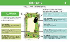 General features of plant cell. Download Biology Gcse Free For Android Biology Gcse Apk Download Steprimo Com
