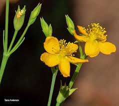 Image result for Hypericum lalandii