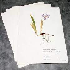 100 Rag Herbarium Mounting Paper