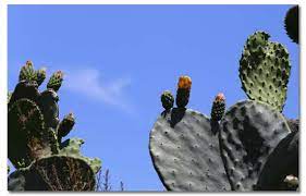 Most varieties have a combination of detachable spines and tufts of barbed bristles (glochids) that can cause significant allergic skin reactions. Prickly Pear Cactus Desertusa