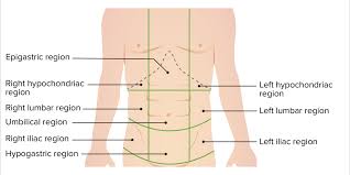 This section of the website will explain large and minute details of abdomen axial cross sectional anatomy. Surgical Anatomy Of The Abdomen Concise Medical Knowledge