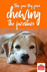 Easy Ways On How To Stop A Dog From Chewing On Furniture Stop Dog Chewing Training Your Dog Dog Training