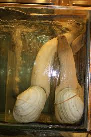 Image result for geoduck