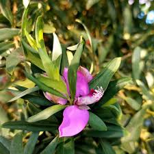 Image result for Polygalaceae