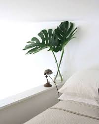 It also happens to be one of the most captivating. Monstera Deliciosa Growing And Design Tips For A Tropical Houseplant
