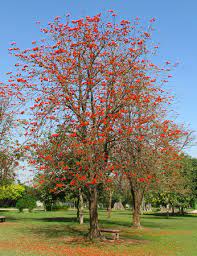 Best indoor and outdoor plants | plants nursery visit in pakistan. Trees Of Pakistan Pakistan Dawn Com