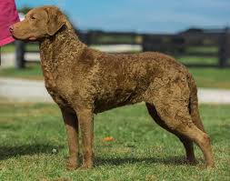 Find chesapeake bay retriever puppies and breeders in your area and helpful chesapeake bay retriever information. Farben Chesapeake Bay Retriever