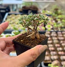 Image result for Monadenium crenatum